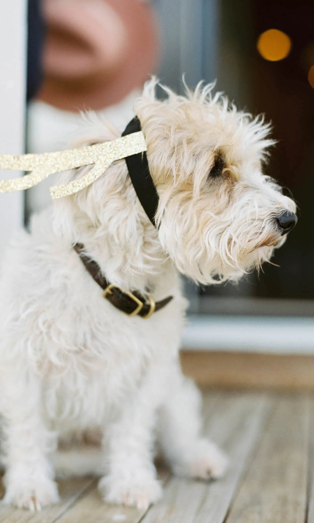 Saying Goodbye to My Best Friend: Coping with the Loss of a Canine Companion. Small white dog with a black collar and gold decoration.