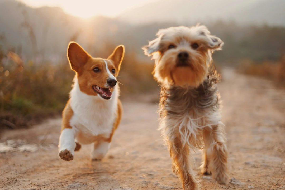 Two dogs running on a dirt path, one a corgi with orange and white fur, the other a scruffy gray and brown dog, outdoors.