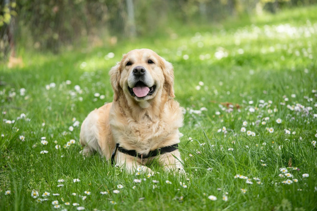 Golden retriever lying on green grass with white flowers, wearing a black harness, smiling with tongue out. 10 Thoughtful Pet Memorial Gifts for Kids Grieving a Pet.