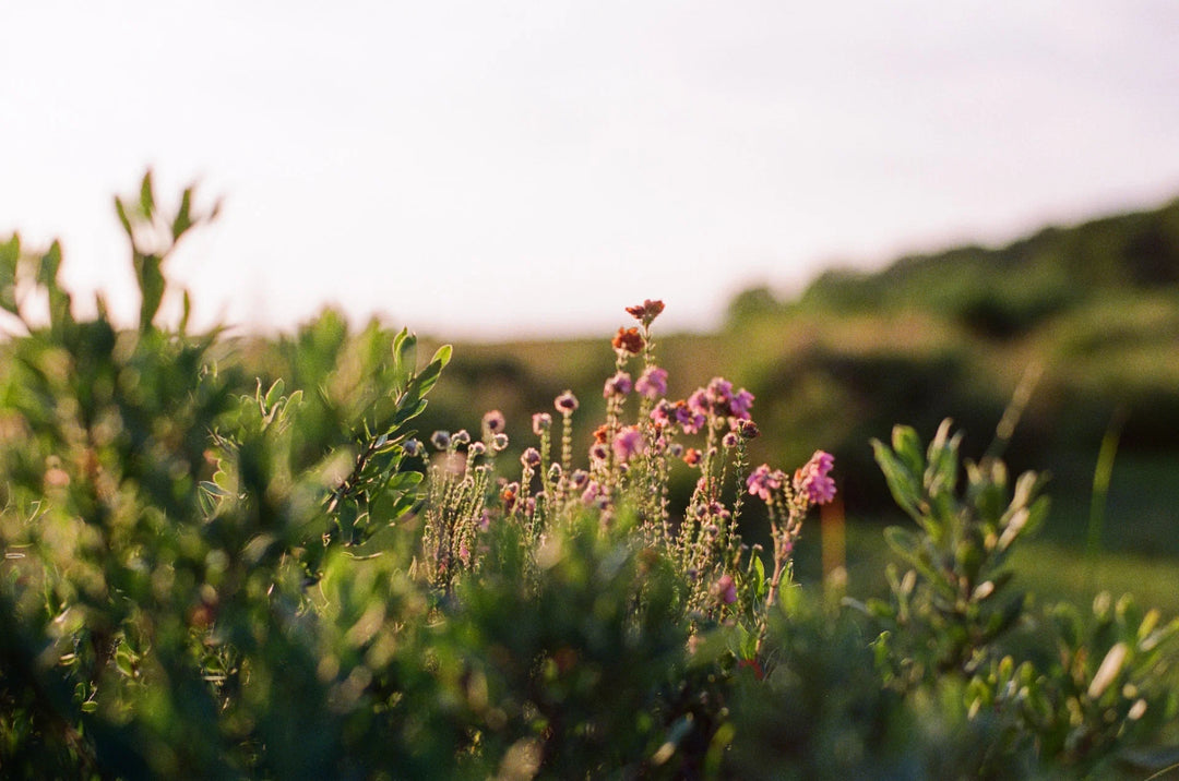 Wildflowers in soft purple shades among green foliage with blurred background, representing nature's beauty for How to Make an Impact During Suicide Awareness Month.