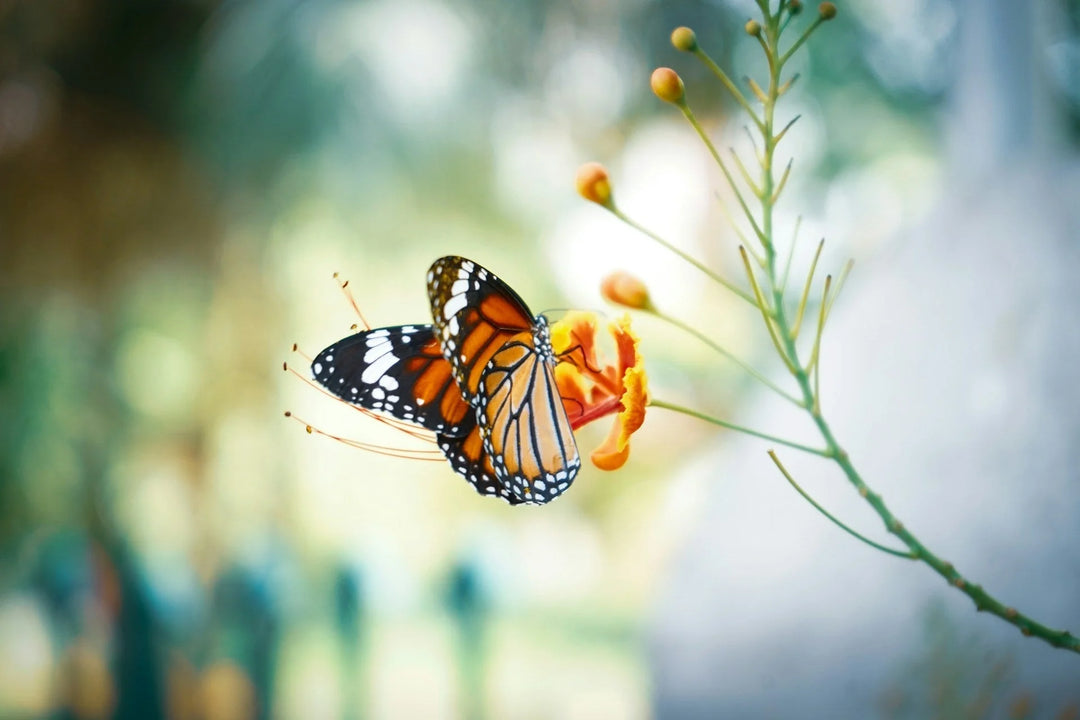 Monarch butterfly perched on a bright orange flower in a garden setting, part of Tips for Creating a Beautiful Butterfly Memorial Garden.