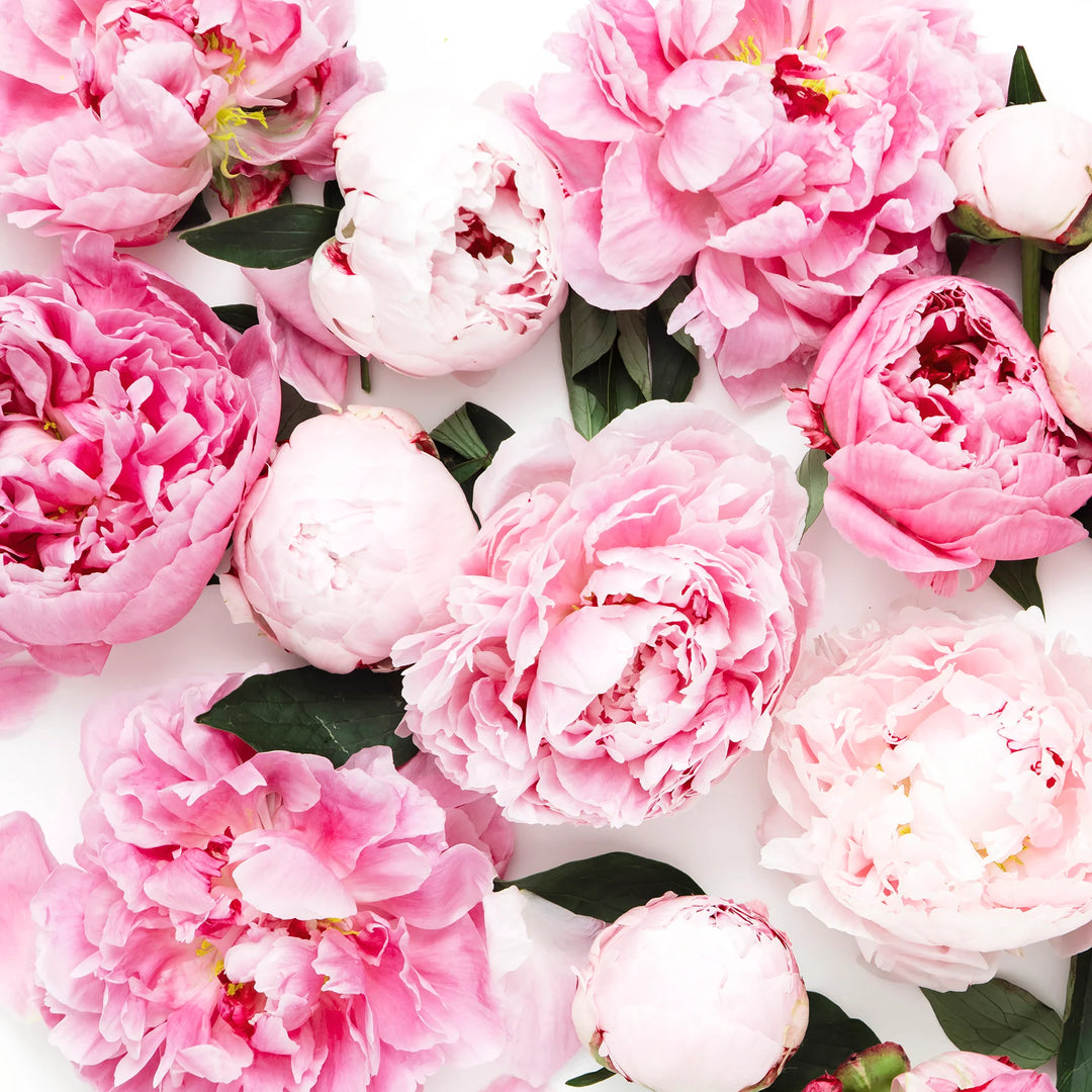 Pink and white peonies with green leaves, arranged beautifully, for New Traditions for Mother's Day Memorials.