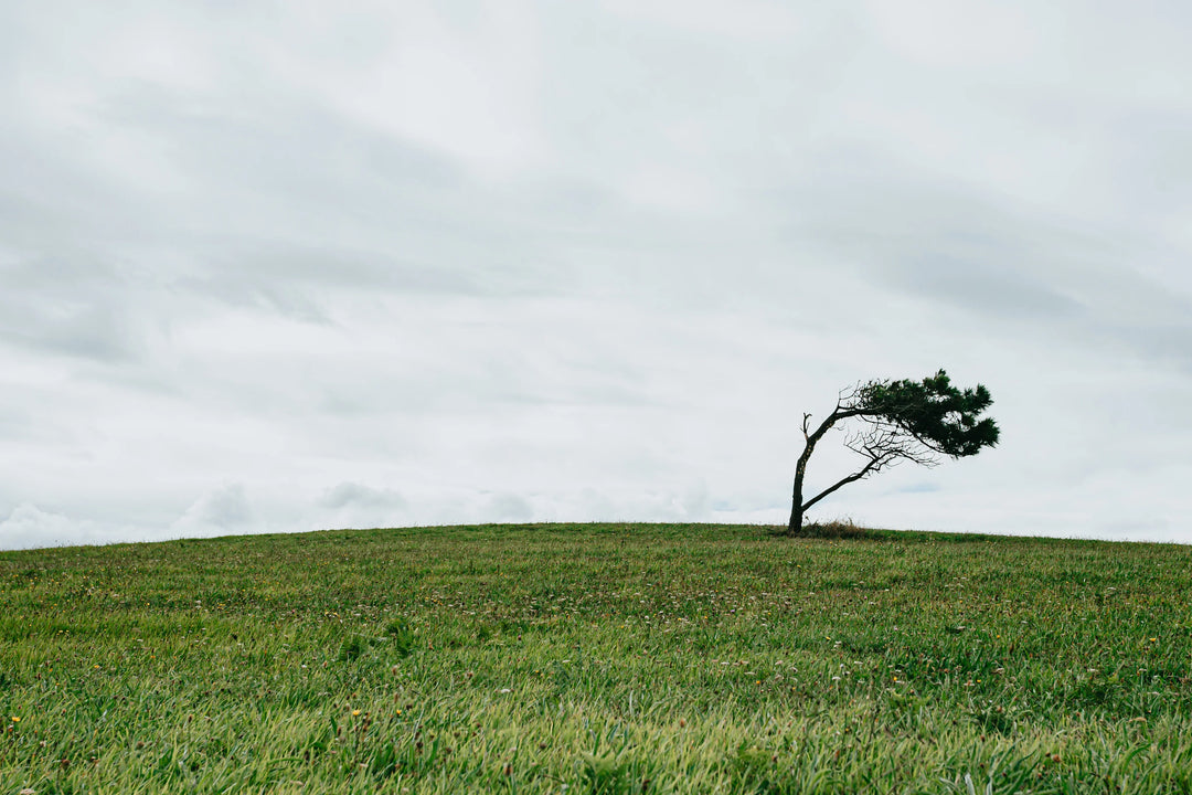 Lonely tree with a curved trunk and sparse foliage on a grassy hill under a cloudy sky, representing solitude.