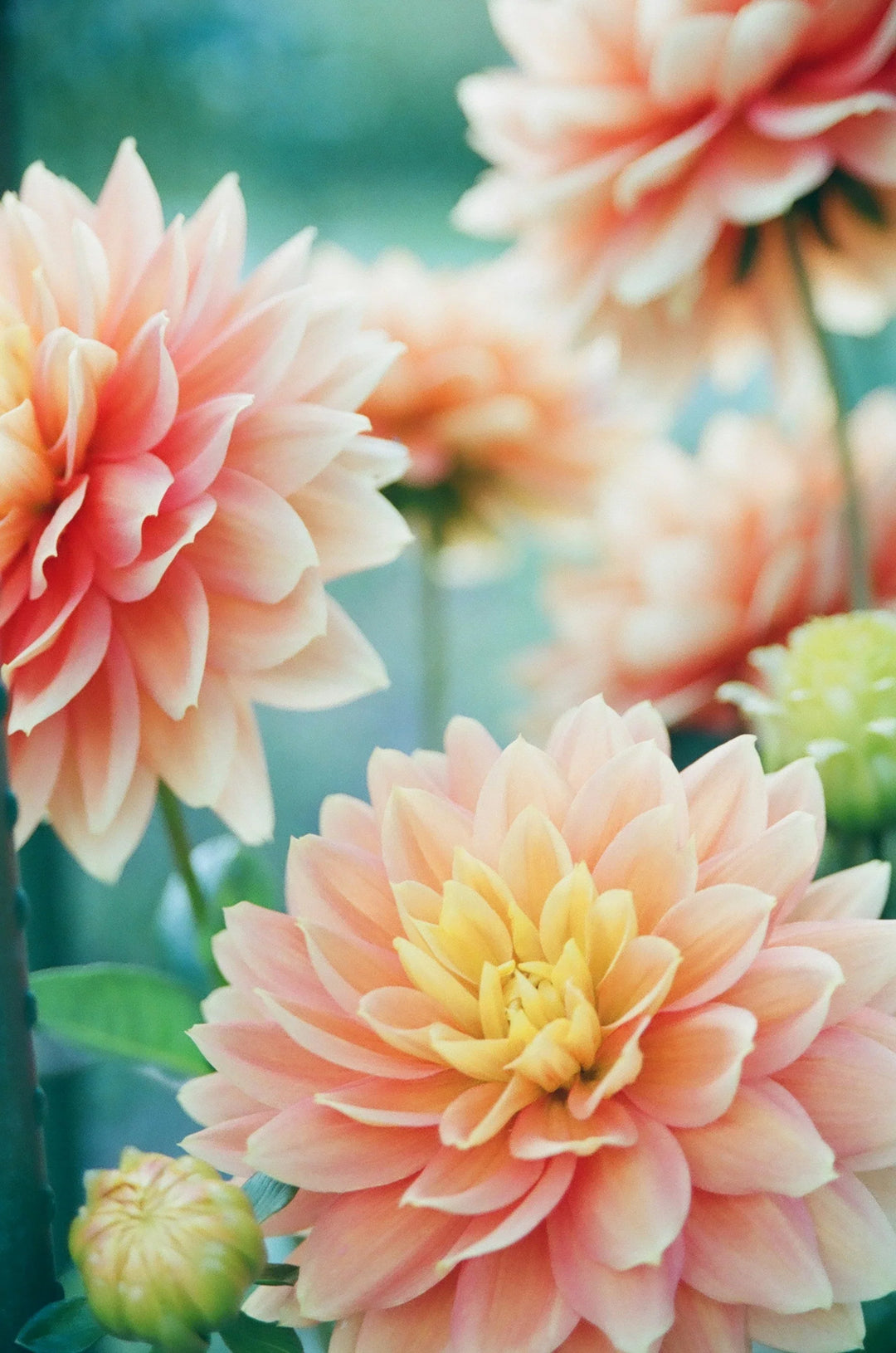 Providing Encouragement & Support Through Infertility: What To Say & What Not To Say. Close-up of pink and yellow dahlia flowers.
