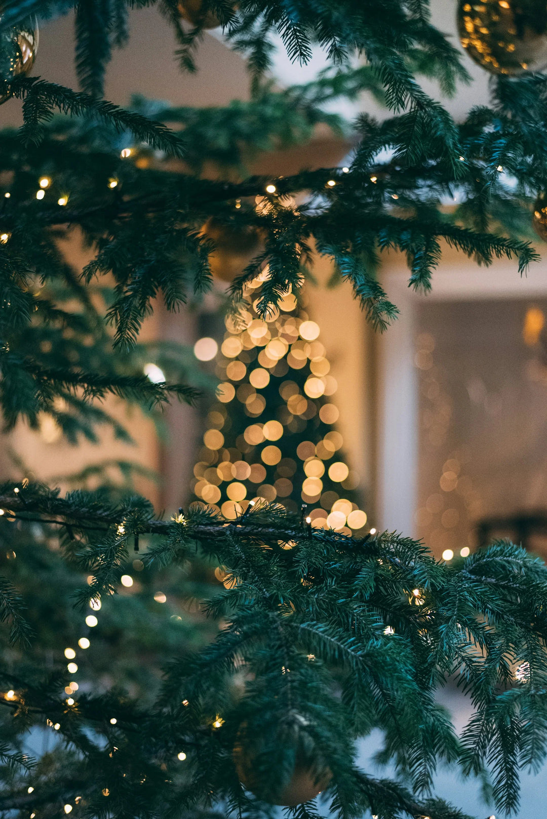 Comforting Gestures To Say “I’m Thinking Of You” Throughout The Grief Journey; close-up of evergreen branches with soft lights.