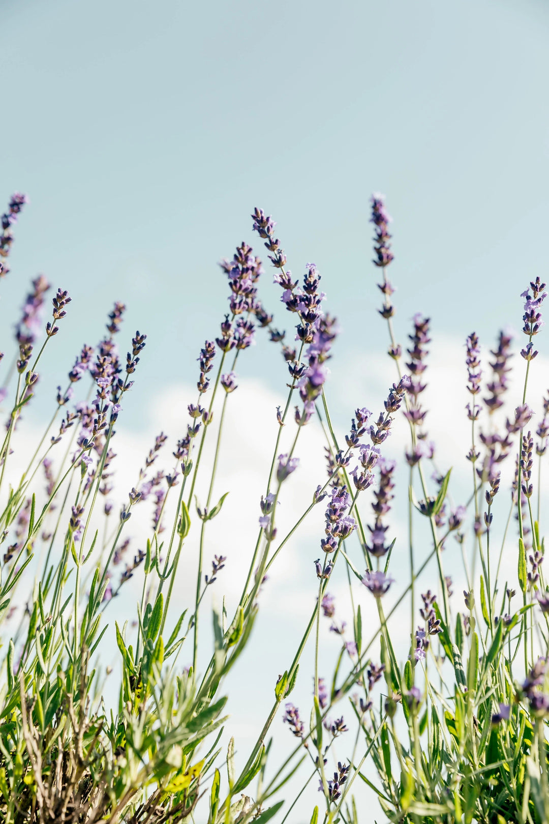 Purple lavender flowers growing tall against a blue sky, with green leaves visible, suitable for sympathy gifts.