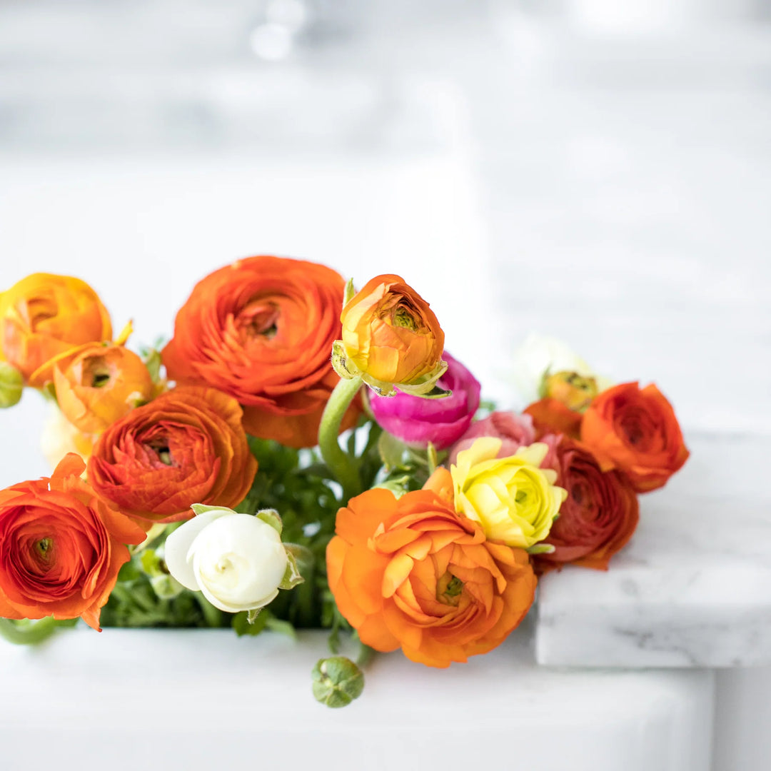 Vibrant ranunculus flowers in orange, pink, yellow, and white hues arranged on a white marble surface.