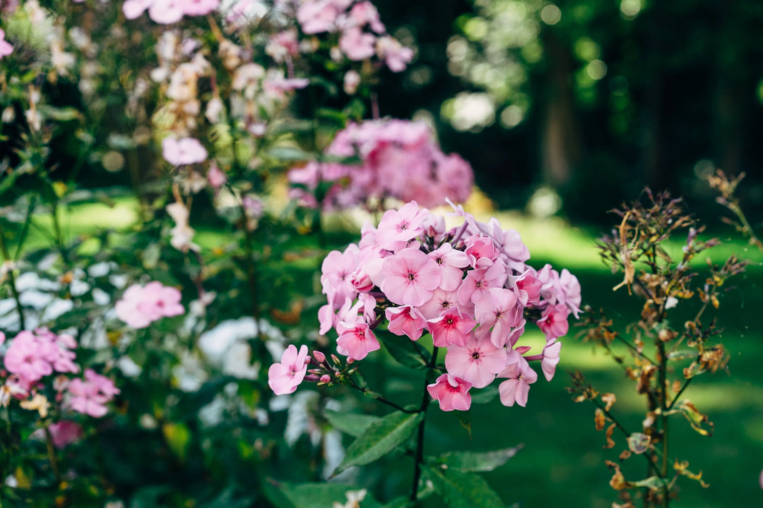 Cluster of light pink phlox flowers with five petals each, surrounded by green leaves in a garden setting. How to Create a Memorial Garden: Gift Ideas and Planting Tips.