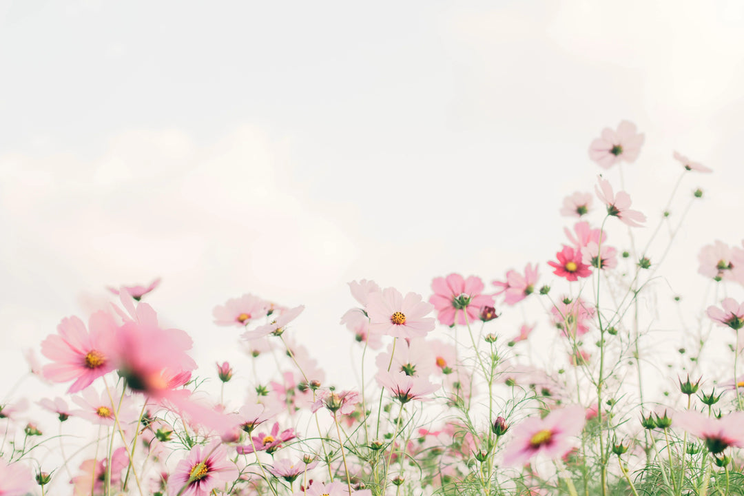 Pink cosmos flowers growing in a field against a light cloudy sky, representing hope in dealing with grief and loss.