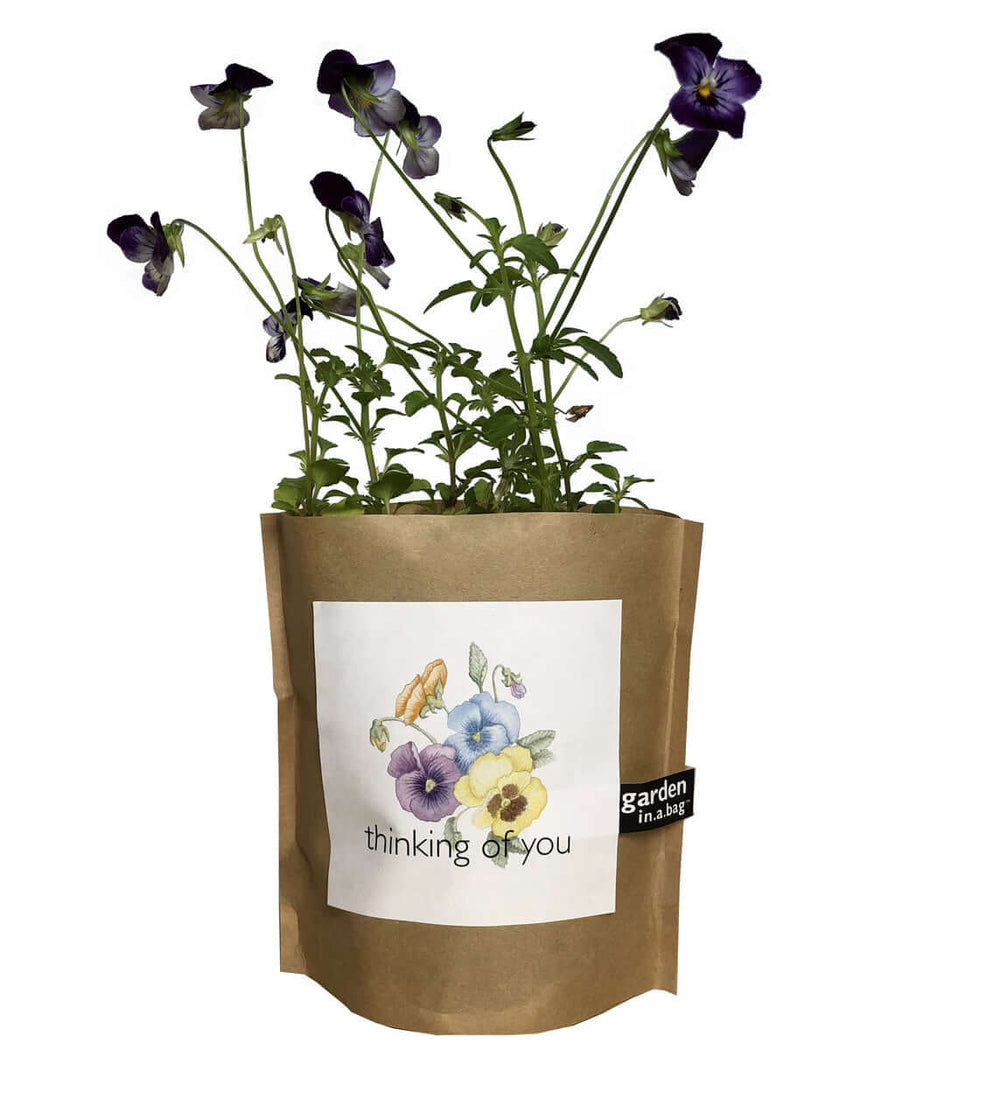 Thinking of You Garden Set in a brown paper container with a floral design and purple pansy plants growing.