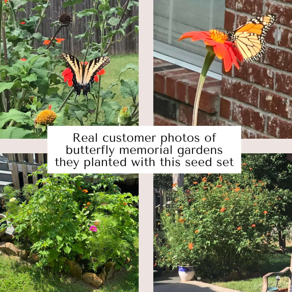 Butterfly memorial gardens planted with Miscarriage and Child Loss Garden Seed, showing colorful flowers and butterflies.